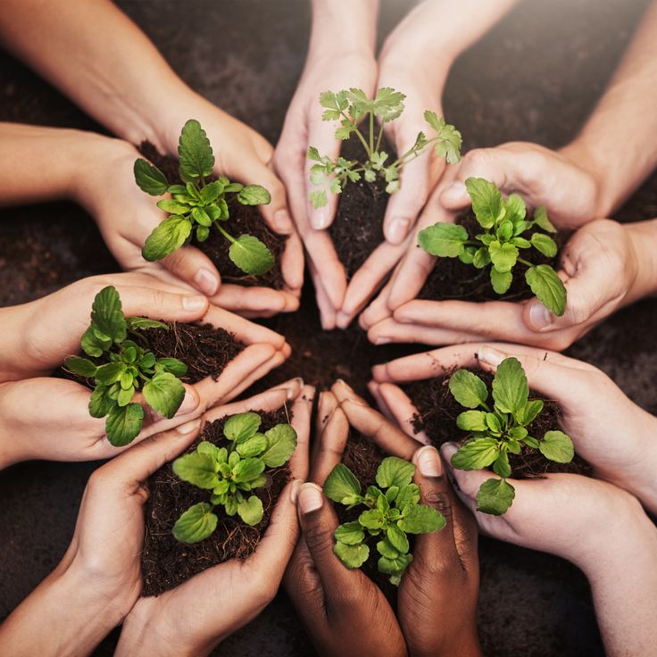 Diverse hands holding green seedlings together, representing community healing and collective growth